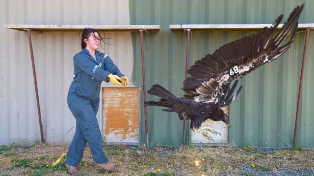 A woman in a jumpsuit releases a large bird of prey into the air against a metal background.