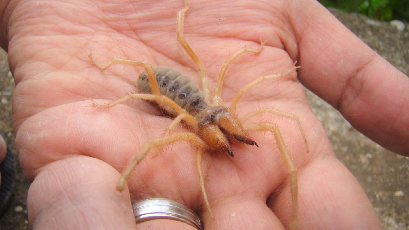 A large, tan arachnid with long legs and prominent pincers is held in an open palm.