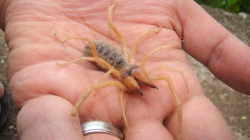 A large, tan arachnid with long legs and prominent pincers is held in an open palm.
