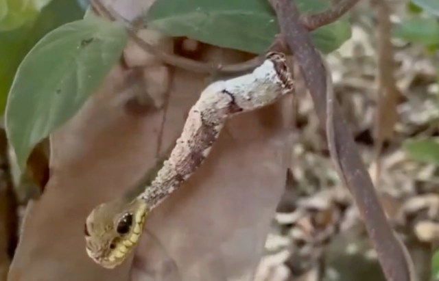 A caterpillar mimicking a stick with a face resembling a snake, hanging among leaves and branches.