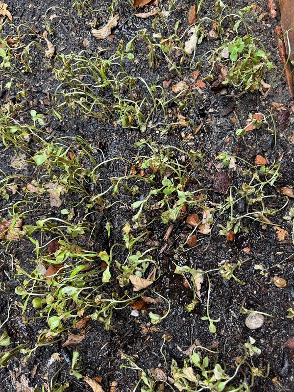 Wilting wildflower seedlings.