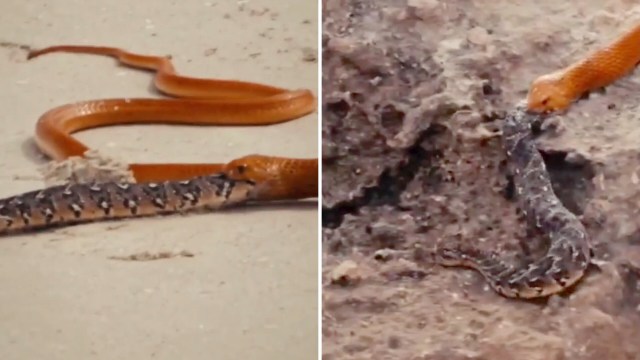 Two snakes on a sandy surface, one orange and one patterned, interacting with each other.