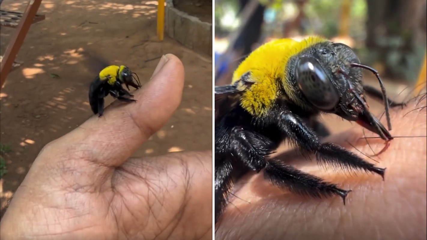A large bumblebee with a yellow thorax sits on a person's finger.