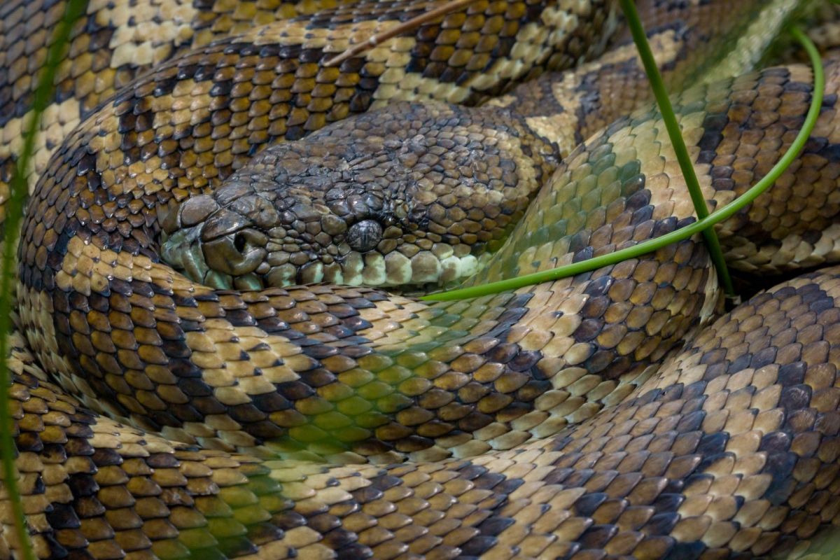 A coiled carpet python.