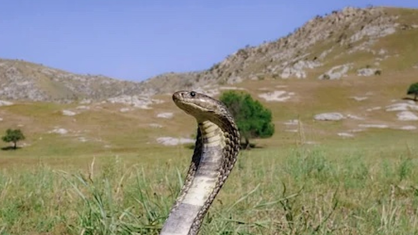 A cobra, situated in tall grass in front of rocky hills, raises its head.