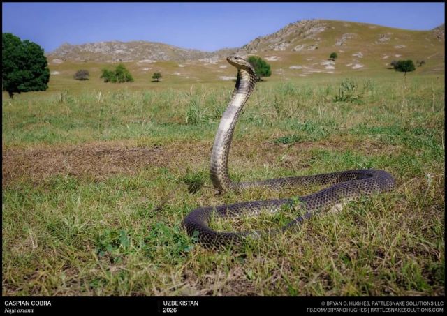 A Caspian cobra on an open steppe, putting on a defensive display: reared up, hood spread.