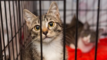 A curious tabby kitten looking through the bars of a cage.
