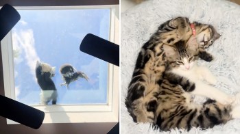 Two playful kittens lying together on a fluffy blanket, one curled around the other.