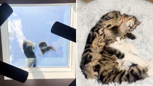 Two playful kittens lying together on a fluffy blanket, one curled around the other.