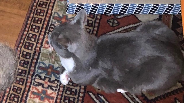 A gray cat with white markings rests on a patterned rug.