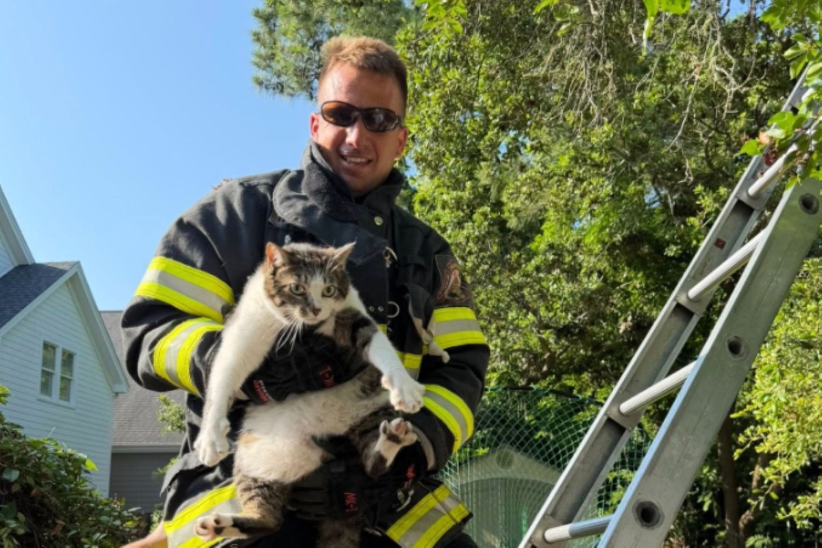 A firefighter holding a cat at the bottom of a ladder.