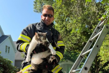 A firefighter holding a cat at the bottom of a ladder.