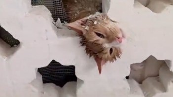 A cat peeks through a hole in a lattice wall.
