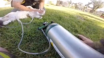 A person is performing a procedure on a small cat with an oxygen tank nearby on the grass.