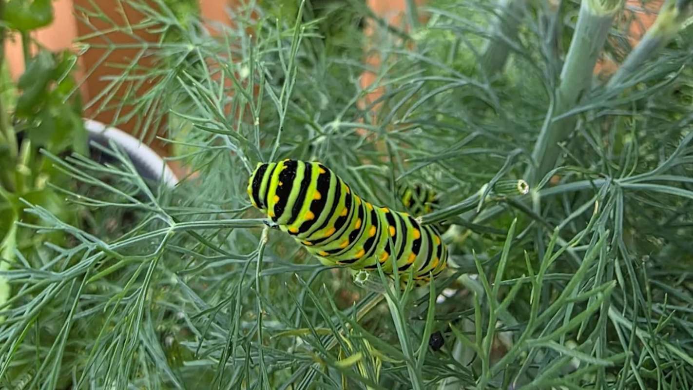 A very big caterpillar on a dill plant.