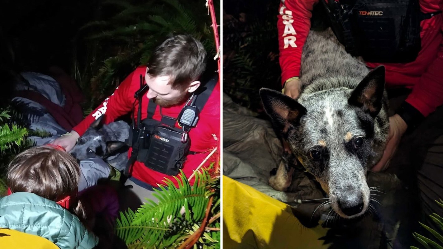 A rescuer assists a child and a dog in a wooded area at night, surrounded by ferns and emergency gear.