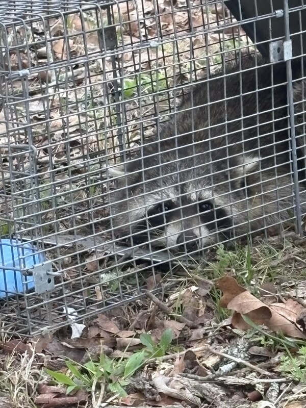 A raccoon lying down in a cage.