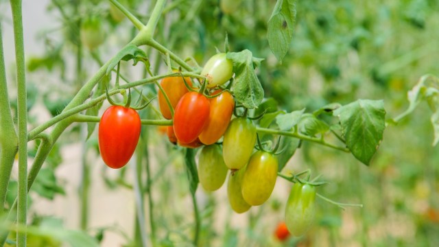 A cluster of ripe red and green tomatoes growing on a vine in a greenhouse.