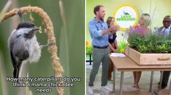 A chickadee perched on a plant with a group of people discussing caterpillars on a television set.