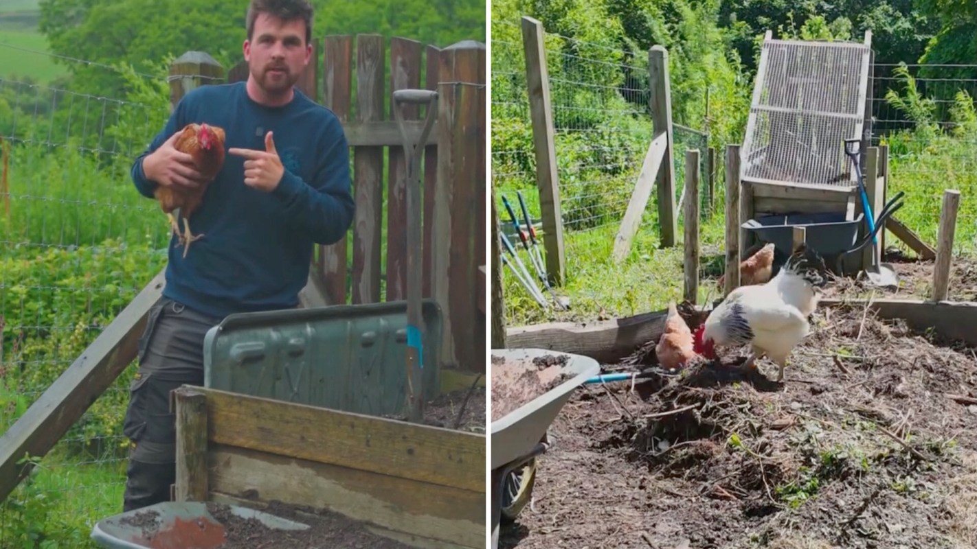 A man holds a chicken while pointing, with a garden scene featuring chickens and tools in the background.