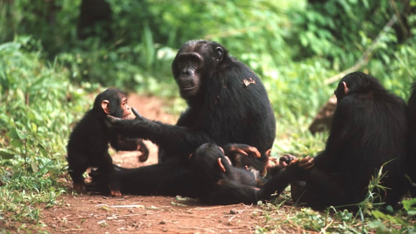 A group of chimpanzees interacting on a forest path surrounded by greenery.