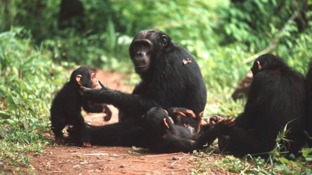 A group of chimpanzees interacting on a forest path surrounded by greenery.