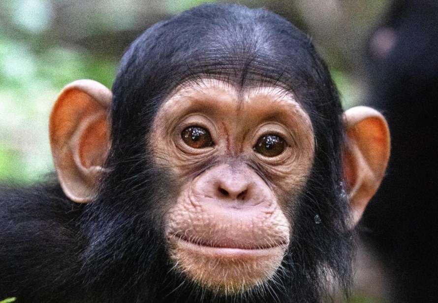 A close-up portrait of a young chimpanzee with large expressive eyes and prominent ears.