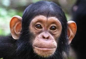 A close-up portrait of a young chimpanzee with large expressive eyes and prominent ears.