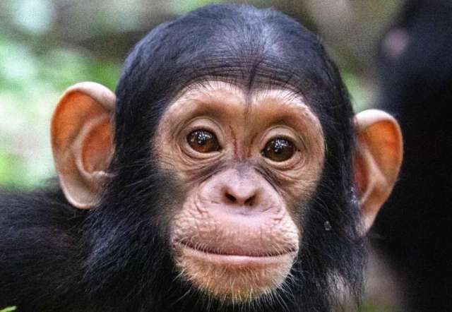 A close-up portrait of a young chimpanzee with large expressive eyes and prominent ears.