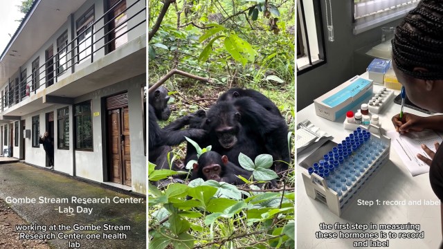 A collage featuring the Gombe Stream Research Center, chimpanzees in the wild, and lab work with hormone analysis.