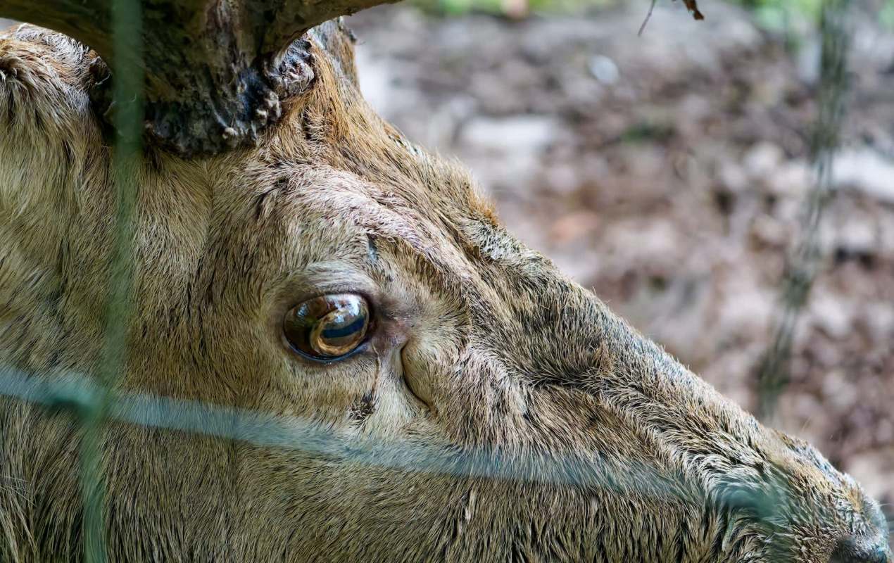 A close-up of a deer's eye and fur partially obscured by a fence, showcasing its texture and details.