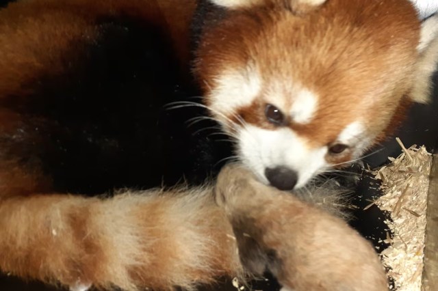 A red panda curled up, grooming its paw with straw scattered around in the background.