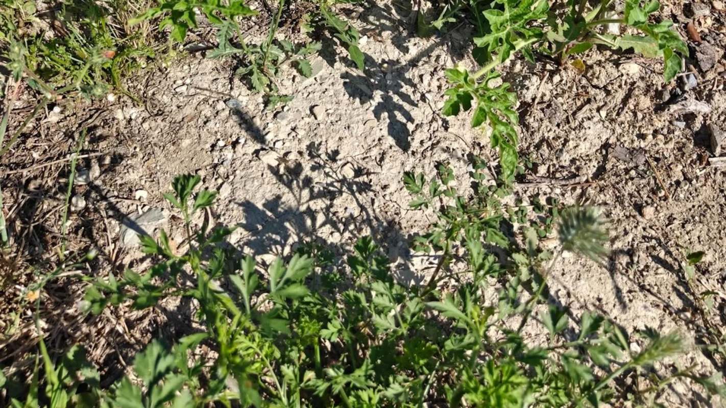 A close-up view of clay soil with various green weeds and shadows cast by the plants.