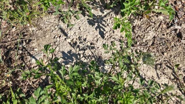 A close-up view of clay soil with various green weeds and shadows cast by the plants.