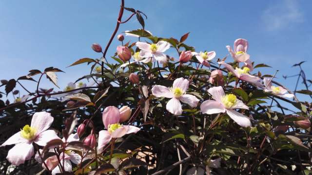 A close-up of delicate pink flowers against a clear blue sky with green leaves and pink buds.