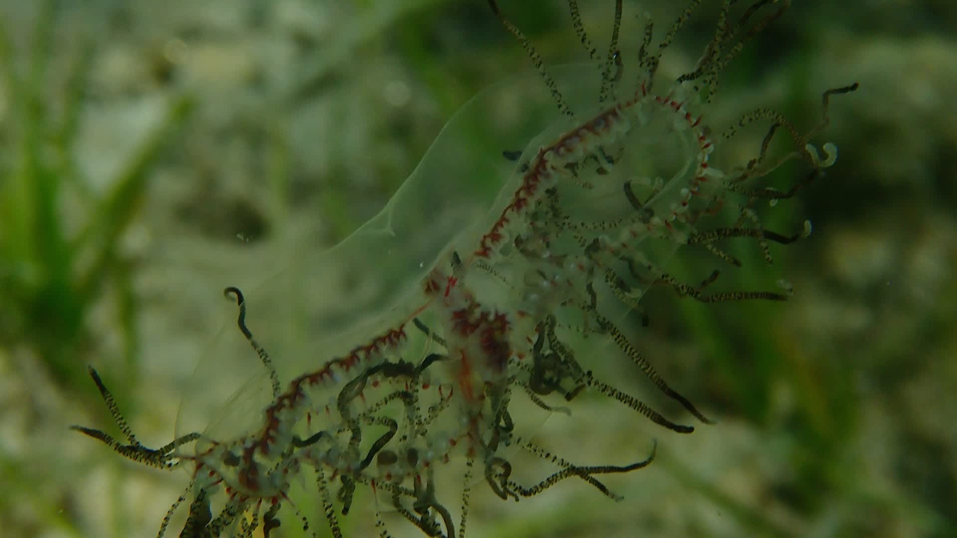 New Jersey warns beachgoers as tiny invasive jellyfish with potent venom returns