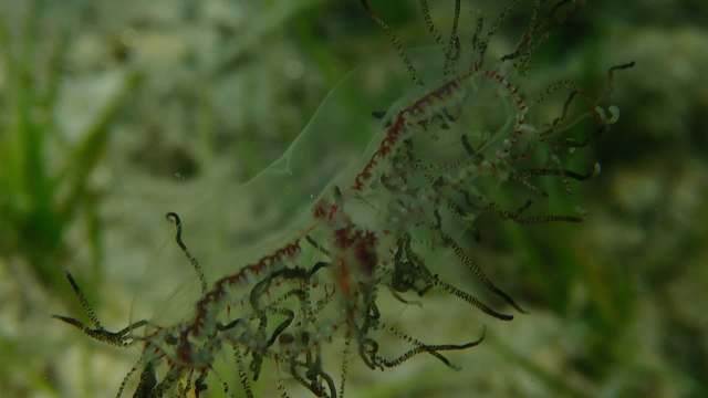 A jellyfish with long, delicate tentacles, surrounded by underwater grasses.