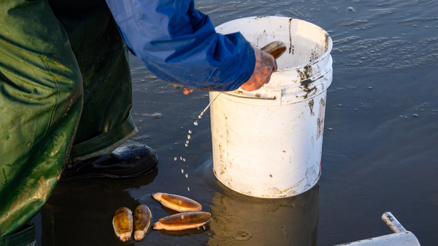 A person in waterproof gear pours clams from their hand into a white bucket on a wet sandy beach.