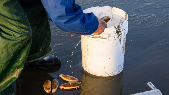 A person in waterproof gear pours clams from their hand into a white bucket on a wet sandy beach.