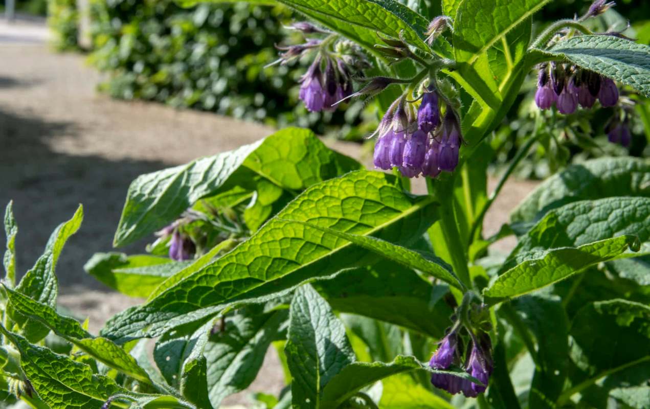 A close-up of purple bell-shaped comfrey flowers on green, textured leaves in a garden setting.