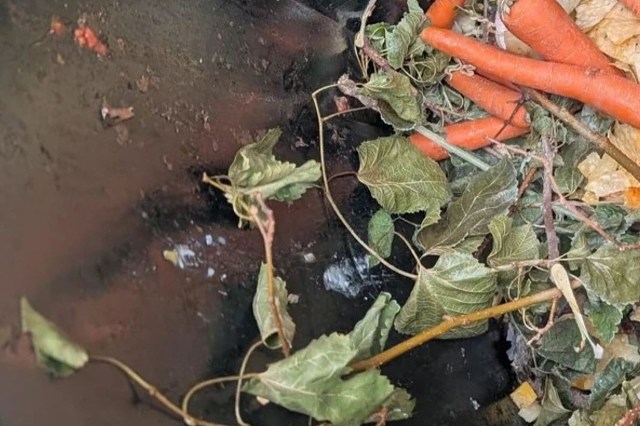 A pile of kitchen scraps, including carrots and leafy greens, in a compost bin.