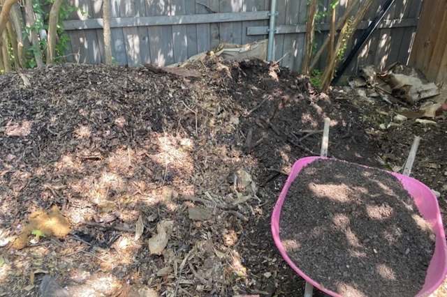 A pink wheelbarrow containing compost in a garden.