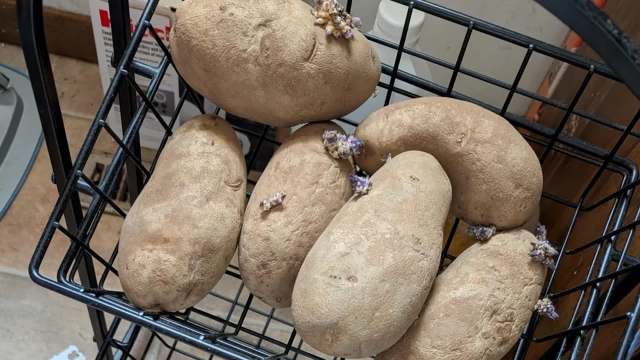 A basket containing several sprouting potatoes with purple shoots.