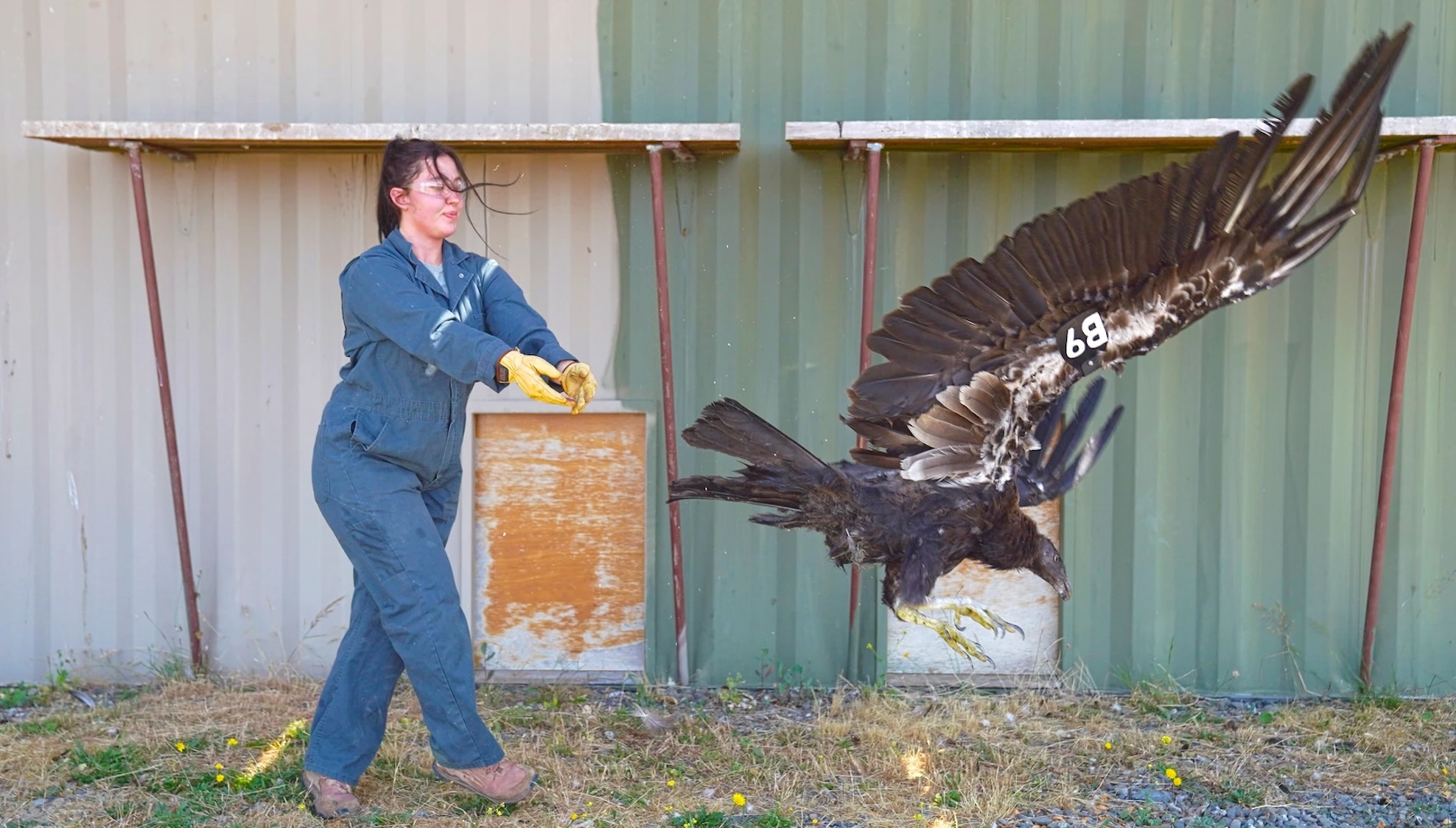 Young California condor's 380-mile journey brings the species back to Oregon for the first time since 1904