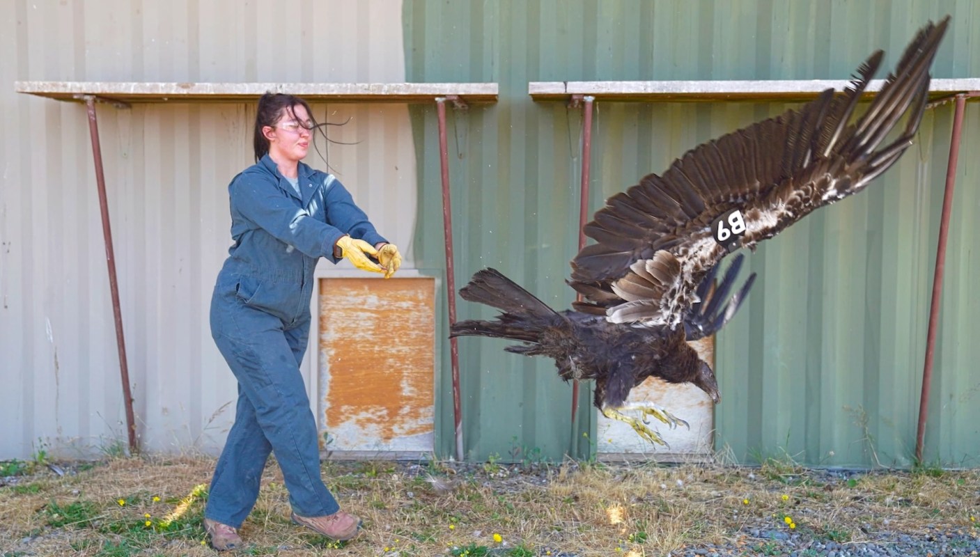 A person in work attire releases a condor as it takes flight against a backdrop of green metal walls.