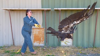 A person in work attire releases a condor as it takes flight against a backdrop of green metal walls.