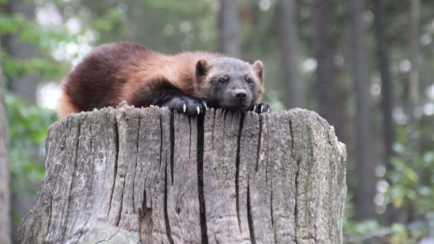 A wolverine rests on a wooden stump, surrounded by trees in a forest.