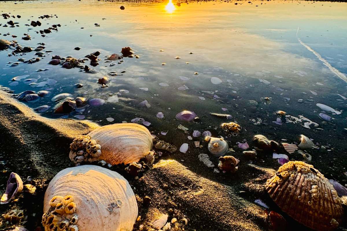 Seashells near the shoreline at sunset.