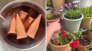 A person waters potted flowers with a homemade watering device made from a plastic bottle and terracotta spikes.