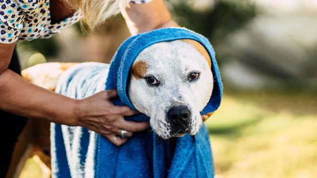 A person draping a blue towel over a dog.